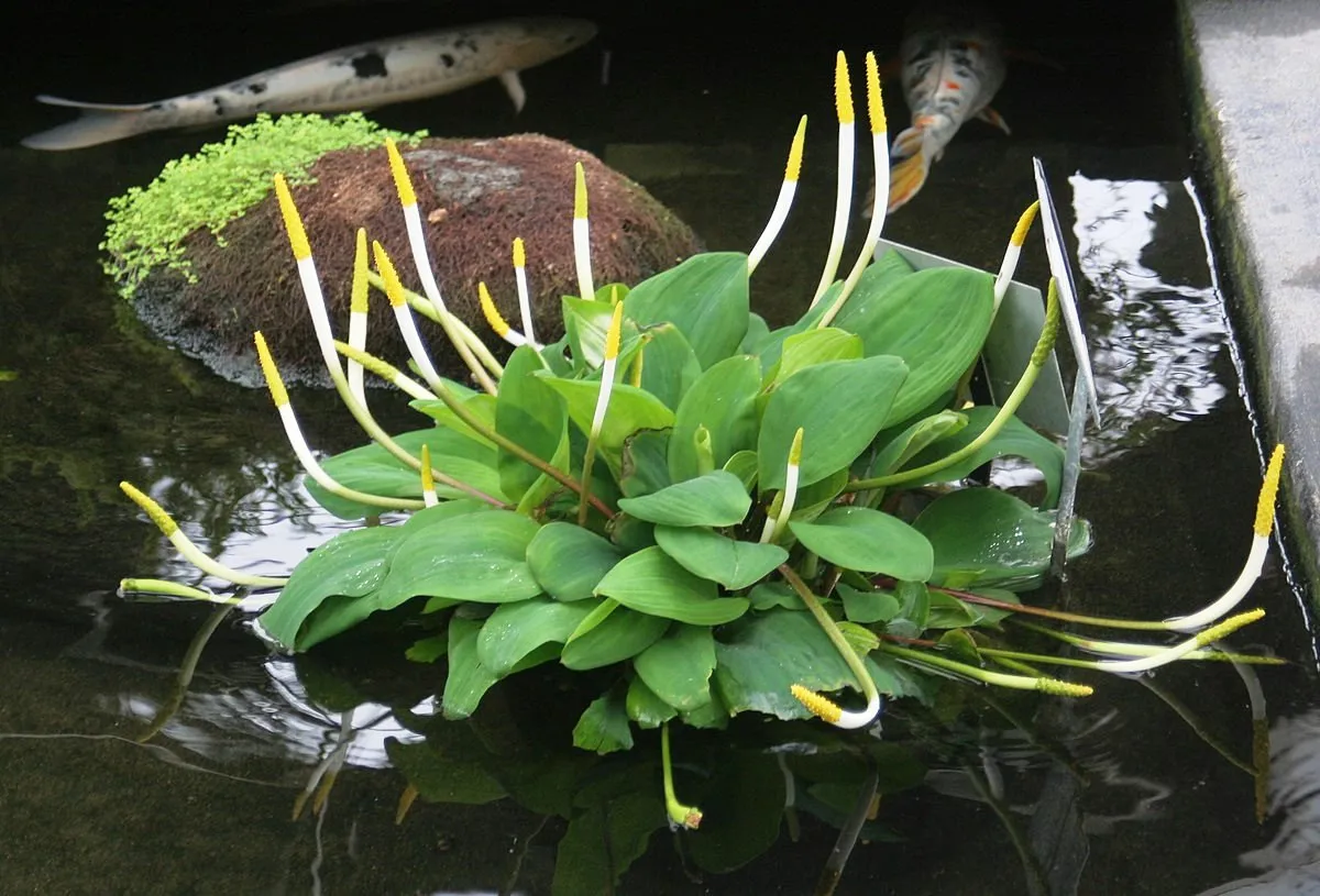 Orontium Aquaticum - pianta palustre perenne di taglia piccola dal fiore a clava bianco e giallo per laghetto