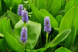 Pontederia Cordata - pianta palustre di taglia media dal fiore blu-violaceo per laghetto