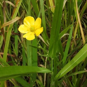 Ranunculus Lingua - pianta palustre perenne di taglia piccola dal fiore giallo canarino per laghetto