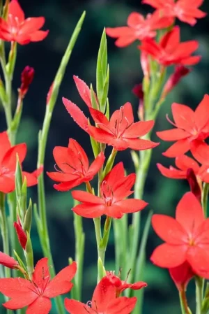 Schizostylis Coccinea Major - pianta palustre da terreno umido perenne di taglia piccola dal fiore rosso per laghetto