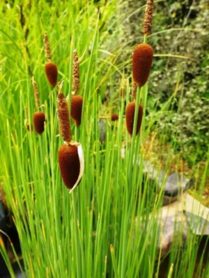 Typha Minima - pianta palustre di taglia media dal fiore marrone per laghetto