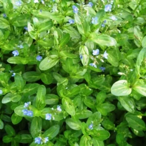 Veronica Beccabunga - Erba grassa - pianta palustre perenne di taglia piccola dal fiore blu-viola per laghetto