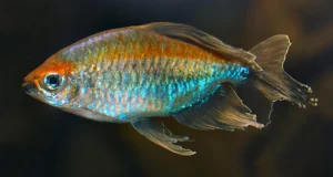 Phenacogrammus Interruptus  3-5 cm - Tetra del Congo - Tetra mille colori