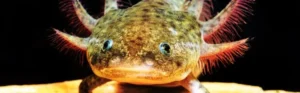 Ambystoma Mexicanum Green - Axolotl Green 6-10 cm