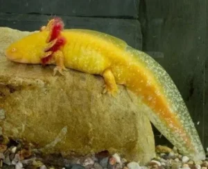 Ambystoma Mexicanum Gold Albino Pearl - Axolotl Golden Albino Pearl 6-10 cm
