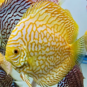 Symphysodon Discus Yellow Checkerboard - Allevati in Germania - 5-7 cm