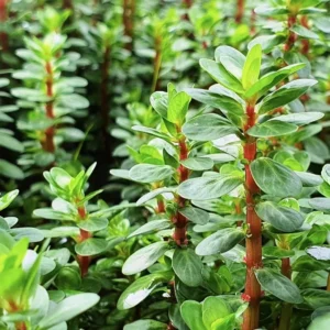 Rotala Indica Ammania Bonsai - pianta rapida per acquario