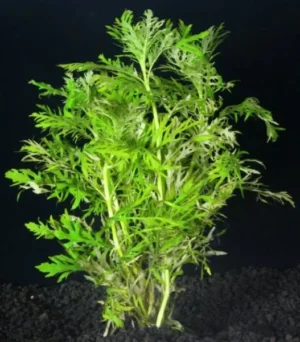 HYGROPHILA DIFFORMIS, pianta rapida depurativa
