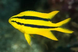Neoglyphidodon Nigroris - Damigella di Behn - Chromis nero e oro