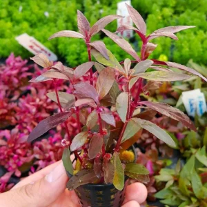 Alternanthera Reineckii Sessilis - pianta rossa a crescita rapida in vasetto