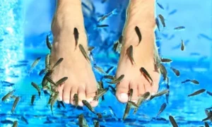 500 Garra Rufa per Fish Therapy - pesci dottore 500 pz x pedicure e manicure 3-5 cm