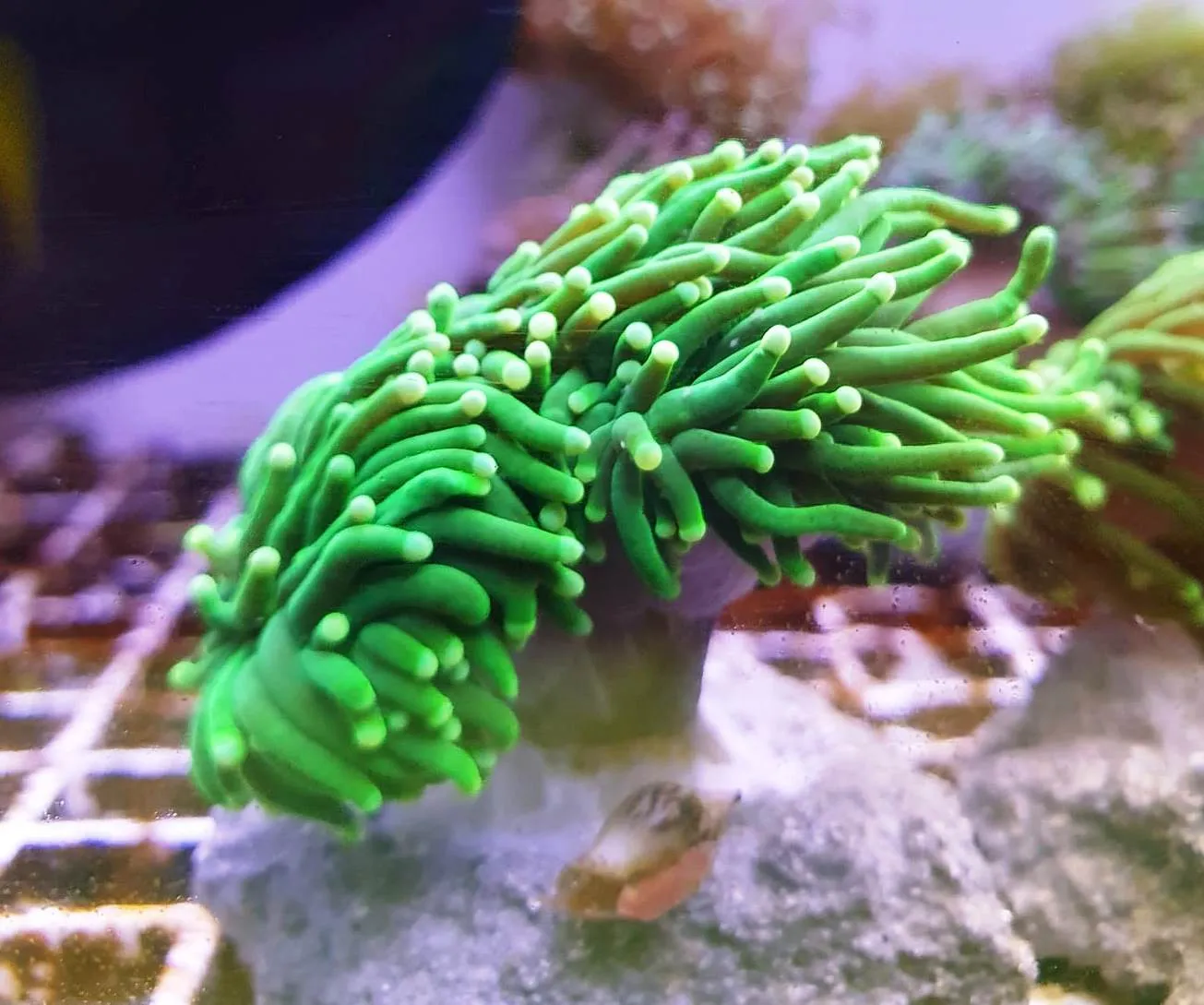 Euphyllia Glabrescens green torch punte gialle 1 calice - FOTO REALI - Corallo duro LPS facile
