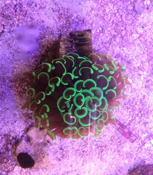 Euphyllia Ancora Green - FOTO REALE - 1 calice - Corallo duro LPS facile