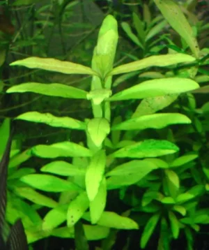 HYGROPHILA POLISPERMA, pianta rapida depurativa