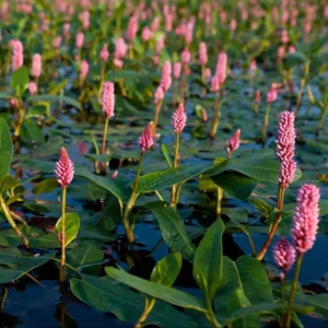 Persicaria Amphibia - ex Polygonum amphibium - pianta palustre o sommersa taglia media per laghetto