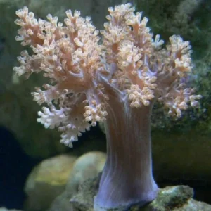 Capnella Imbricata - Corallo molle facile - frag 6-10 cm