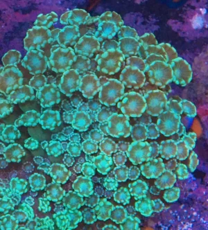 Alveopora Green fluo Frag 6-8 cm - FOTO REALI - Corallo duro LPS facile