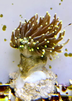 Euphyllia Glabrescens Black torch punte gialle 2 calici - FOTO REALI - Corallo duro LPS facile