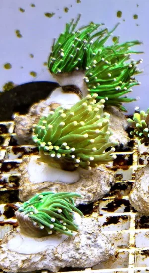 Euphyllia Glabrescens green torch punte rosa 1 calice - FOTO REALI - Corallo duro LPS facile