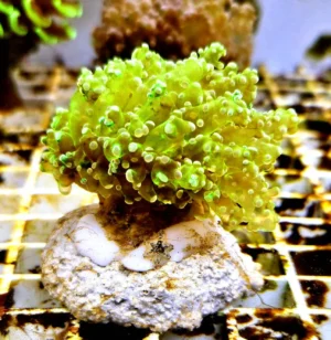 Euphyllia Paradivisa green neon - FOTO REALI - 1 calice - Corallo duro LPS facile