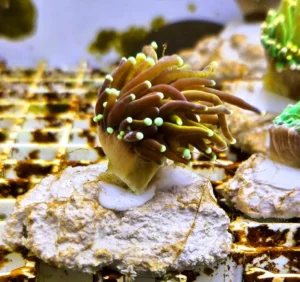 Euphyllia Glabrescens Golden torch punte azzurre 1 calice - FOTO REALI - Corallo duro LPS facile