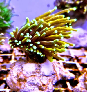 Euphyllia Glabrescens Golden torch punte verdi 1 calice - FOTO REALI - Corallo duro LPS facile
