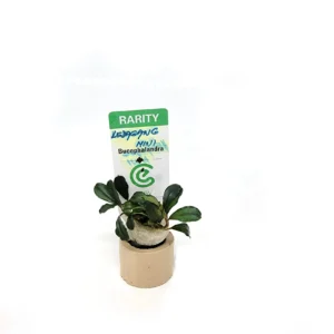 Bucephalandra kedagang mini - pianta rara epifita da primo piano