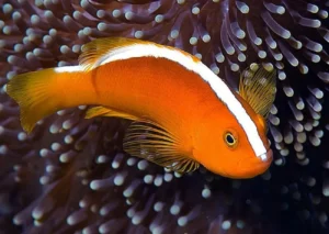 Amphiprion Sandaracinos - Pesce pagliaccio dorso bianco