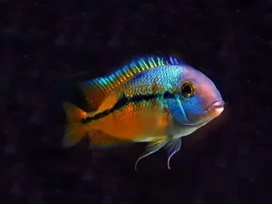 Cichlasoma Nicaraguense 3-6 cm - Ciclidi americani