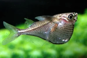 Carnegiella Marthae - Pesce ascetta - 2 cm