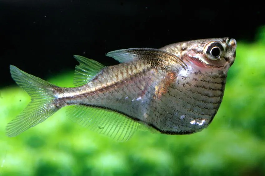 Carnegiella Marthae - Pesce ascetta - 2 cm