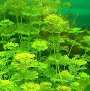 LIMNOPHILA SESSILIFLORA, pianta rapida depurativa