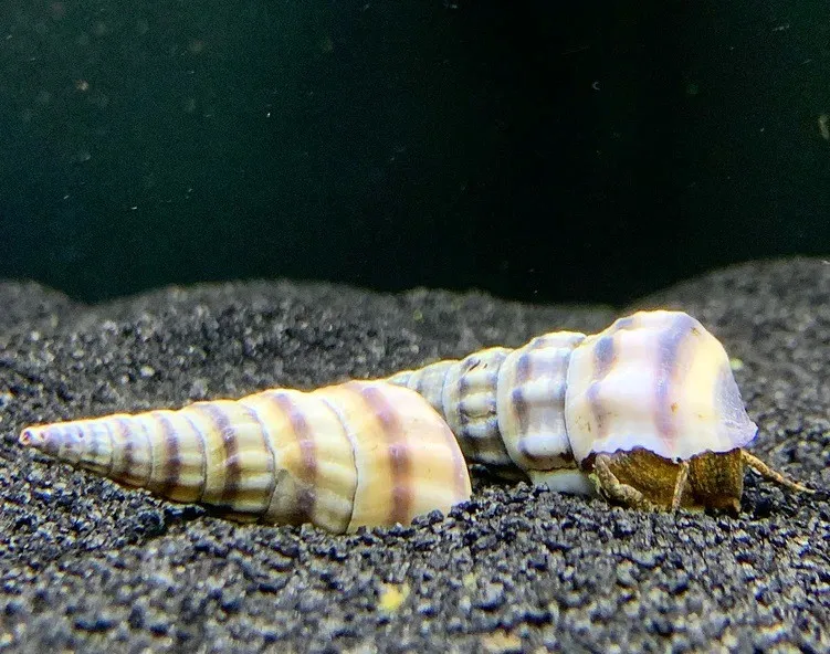 Lumaca Brotia Herculea Black & White Snail 5-6 cm