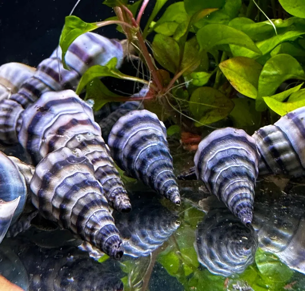 Lumaca Brotia Herculea Black & White Snail 5-6 cm