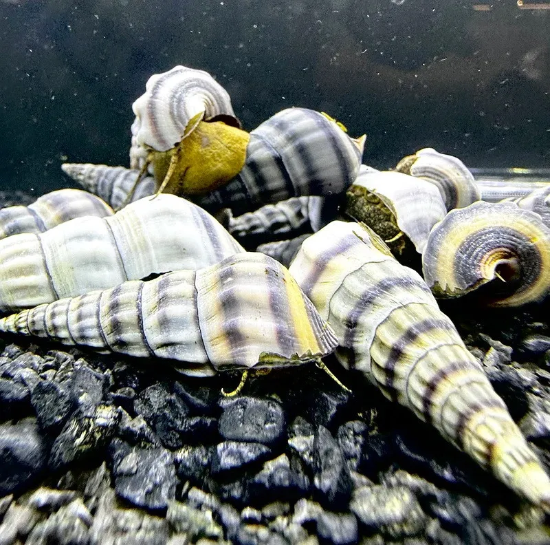 Lumaca Brotia Herculea Black & White Snail 5-6 cm
