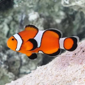 Amphiprion Ocellaris MISBAR 2-5 cm (Pesce Pagliaccio - Ocellaris clownfish) - allevamento
