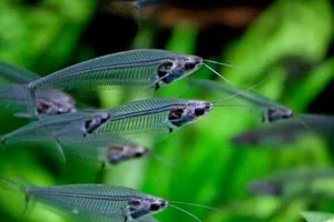 Kryptopterus Bicirrhis/Vitreolus - pesce gatto fantasma - pesce coltello di vetro 4-6 cm