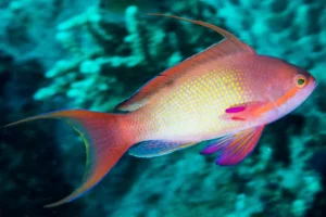 Pseudanthias Squamipinnis male - maschio - pesce pacifico da branco per acquario marino reef