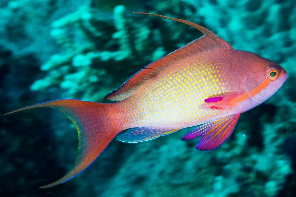 Pseudanthias Squamipinnis male - maschio - pesce pacifico da branco per acquario marino reef