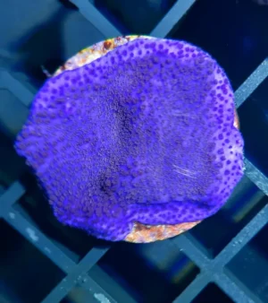 Montipora Mollis Purple - Montipora viola - Coralo duro SPS 3-5 cm