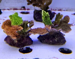 Montipora Foliosa Coral Combo Red & Green - FOTO REALI - Coralo duro SPS 4-6 cm