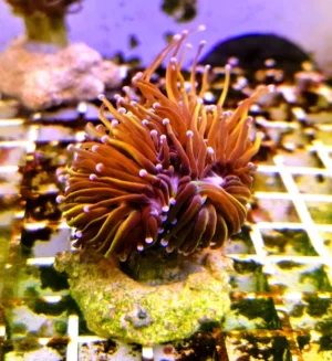 Euphyllia Glabrescens Golden torch punte rosa 2 calici non divisibili - FOTO REALI - Corallo duro LPS facile