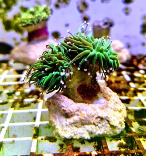 Euphyllia Glabrescens green torch punte rosa 2 calici - FOTO REALI - Corallo duro LPS facile