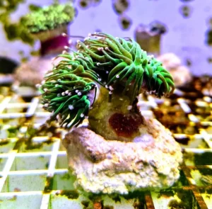 Euphyllia Glabrescens green torch punte rosa 3 calici non divisibili - FOTO REALI - Corallo duro LPS facile