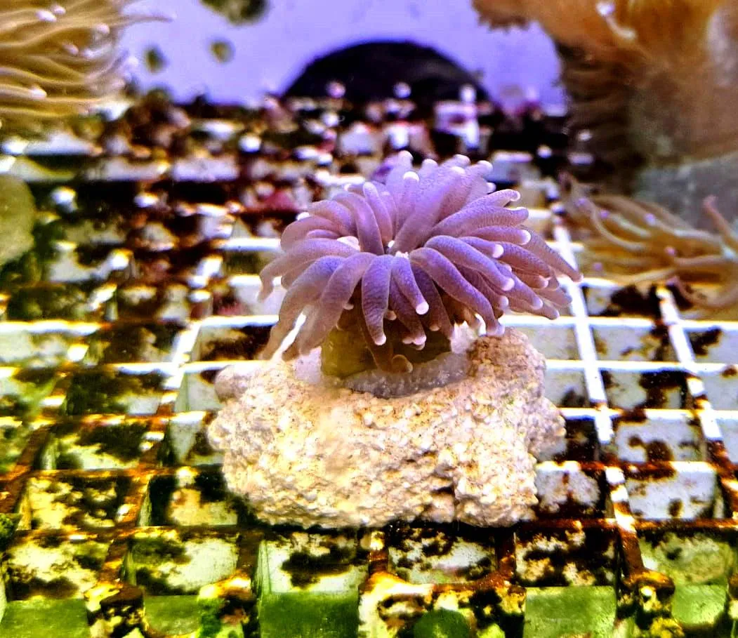 Euphyllia Glabrescens Black-green torch punte viola 1 calice - FOTO REALI - Corallo duro LPS facile