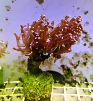 Euphyllia Divisa Viola - 1 calice - Corallo duro LPS facile