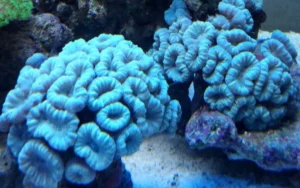 Caulastrea Furcata Azzurra 6 bocche - Corallo duro LPS facile