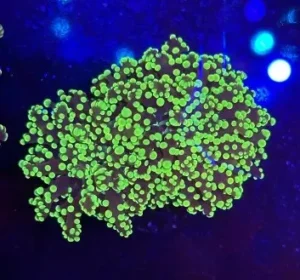 Euphyllia Paradivisa Green Fluo - 4 calici - Corallo duro LPS facile