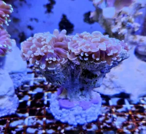 Euphyllia Parancora Azzurra - 2 calici - Corallo duro LPS facile