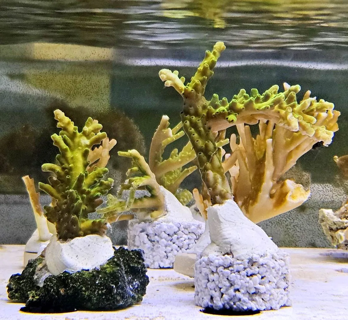 Acropora sp. Green fluo - FOTO REALI - Corallo duro SPS - frag 4-6 cm